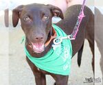 Small #5 Labrador Retriever-Retriever  Mix