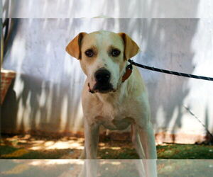 Jingles-his BFF is Baby Girl - Male Labrador Retriever-Unknown Mix Dog for Adoption - Photo #2