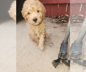 Goldendoodle (Miniature) Puppy for sale in GREELEY, CO, USA