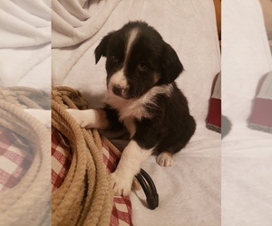 Australian Shepherd Puppy for sale in BRIGGSDALE, CO, USA