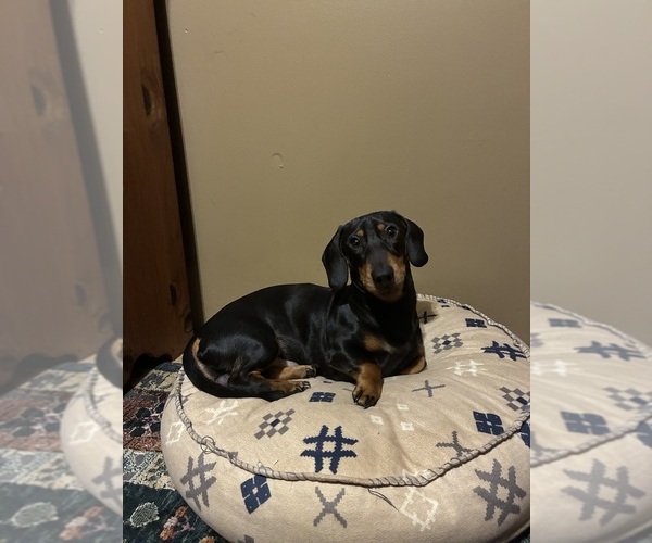 Medium Photo #1 Dachshund Puppy For Sale in SOUTHINGTON, OH, USA