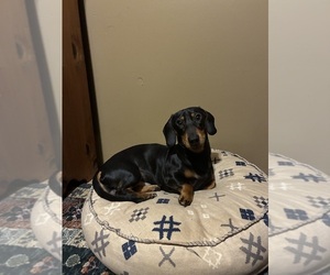 Father of the Dachshund puppies born on 08/10/2026