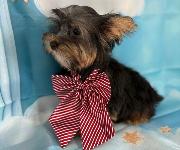 Medium Photo #1 Yorkshire Terrier Puppy For Sale in CENTER HILL, FL, USA