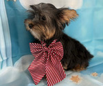 Small Yorkshire Terrier