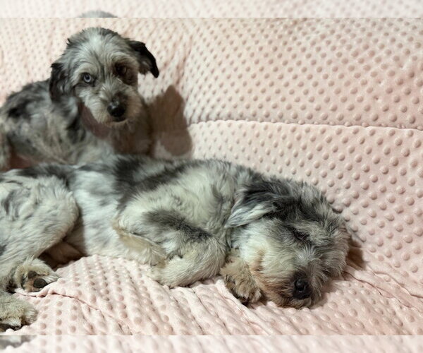 Medium Photo #2 Australian Shepherd-Lhasa Apso Mix Puppy For Sale in Salt Lake City, UT, USA