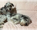 Small #1 Australian Shepherd-Lhasa Apso Mix