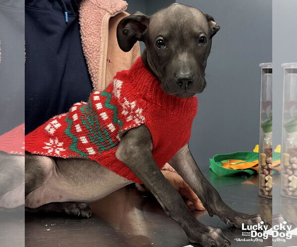 Medium Photo #4 Mutt Puppy For Sale in Washington, DC, USA