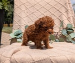 Small #6 Cockapoo