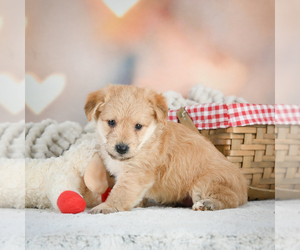 Pembroke Welsh Corgi Puppy for sale in CANTON, OH, USA