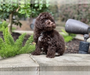Havanese-Poodle (Toy) Mix Puppy for sale in HOUSTON, TX, USA