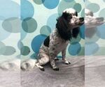 Small Poodle (Miniature)