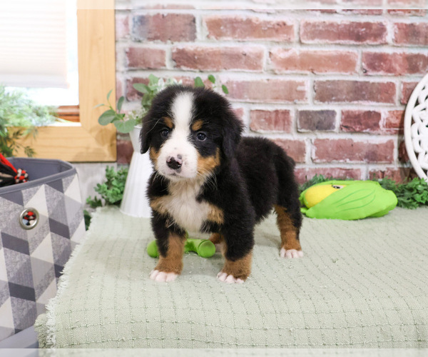 Medium Photo #5 Bernese Mountain Dog Puppy For Sale in SYRACUSE, IN, USA