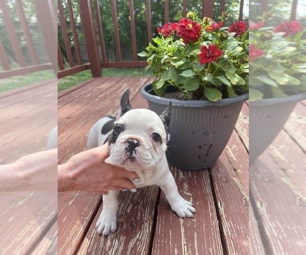 Medium Photo #10 French Bulldog Puppy For Sale in KANSAS CITY, MO, USA