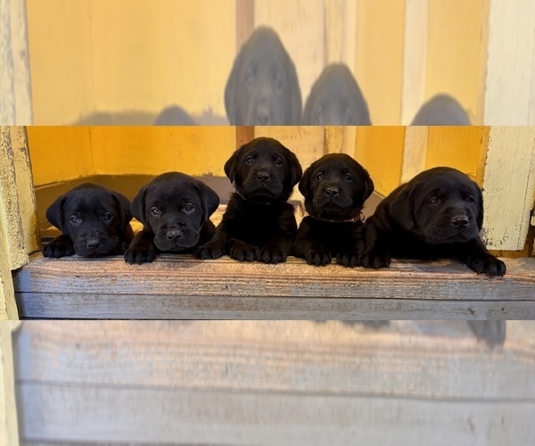Medium Photo #1 Labrador Retriever Puppy For Sale in LISBON, CT, USA