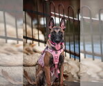 Small Photo #2 Mutt Puppy For Sale in Sandy, UT, USA