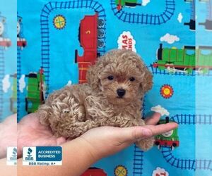 Poodle (Toy) Puppy for sale in WINNSBORO, LA, USA