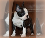 Small Photo #20 Boston Terrier Puppy For Sale in WINNSBORO, TX, USA