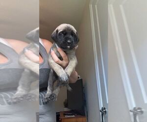 Mastiff Puppy for sale in PORT CHARLOTTE, FL, USA