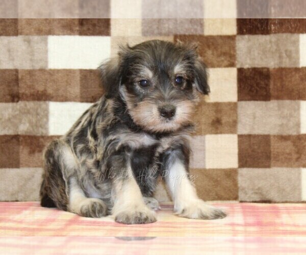 Medium Photo #4 Schnauzer (Miniature) Puppy For Sale in DENVER, PA, USA