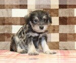 Small #3 Schnauzer (Miniature)