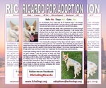Small #2 white german shepherd Mix
