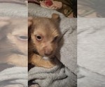 Small #1 ShiChi-Wapoo Mix