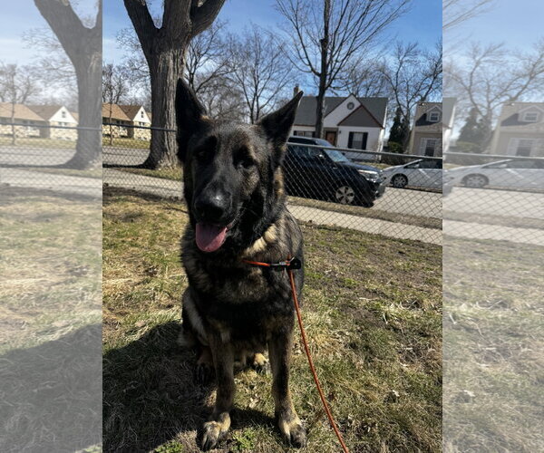 Medium Photo #1 German Shepherd Dog Puppy For Sale in St. Louis Park, MN, USA