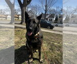 Small German Shepherd Dog