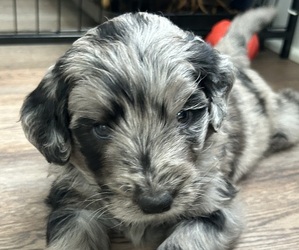 Goldendoodle Puppy for Sale in CARTHAGE, Tennessee USA