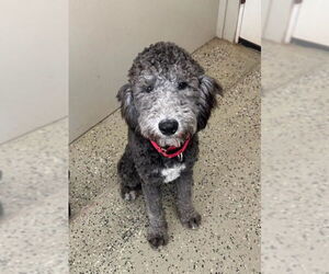 Poodle (Standard) Dogs for adoption in Social Circle, GA, USA