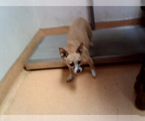 Mutt Dogs for adoption in Martinez, CA, USA