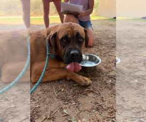 Mutt Dogs for adoption in Goodyear, AZ, USA