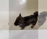 Small Photo #7 German Shepherd Dog-Siberian Husky Mix Puppy For Sale in HERNDON, PA, USA