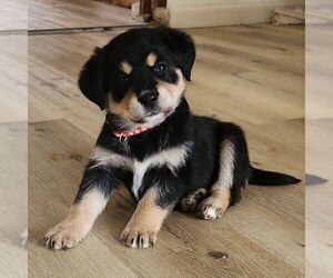 Sheprador Puppy for sale in ATMORE, AL, USA