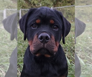 Rottweiler Puppy for Sale in GREENVILLE, Michigan USA