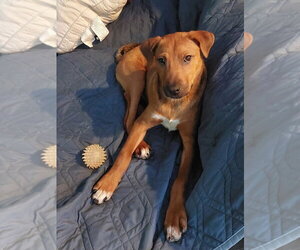 Peanut Butter - Female Labrador Retriever-Unknown Mix Dog for Adoption - Photo #8