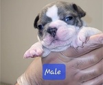 Small Photo #5 French Bulldog Puppy For Sale in NORTHLAKE, TX, USA