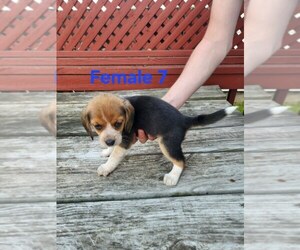 Beagle Puppy for sale in ATHENS, PA, USA