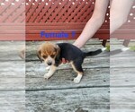 Image preview for Ad Listing. Nickname: Female 7