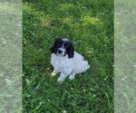 Small #3 Cockapoo-Poodle (Miniature) Mix