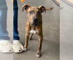 Small #2 Mutt