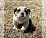 Small #1 Bulldog