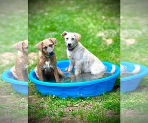 Labrador Retriever-Unknown Mix Dogs for adoption in Croydon, NH, USA
