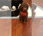 Small Photo #1 Poodle (Toy) Puppy For Sale in EL PASO, TX, USA