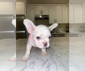 French Bulldog Puppy for sale in LA SIERRA, CA, USA