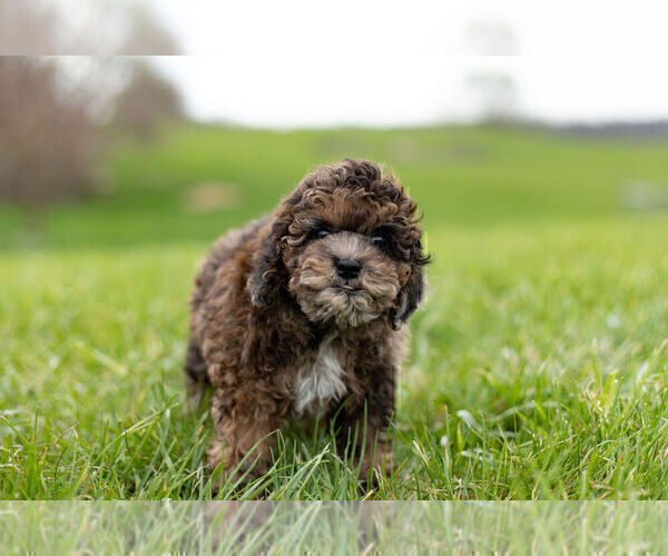 Medium Photo #7 ShihPoo Puppy For Sale in WARSAW, IN, USA