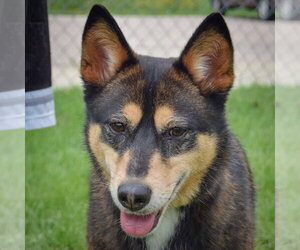 German Shepherd Dog-Shiba Inu Mix Dogs for adoption in Huntley, IL, USA