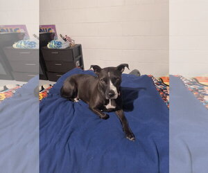American Pit Bull Terrier Dogs for adoption in Williamsburg, IA, USA
