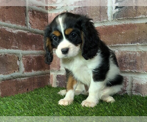 Medium Photo #14 Cavalier King Charles Spaniel Puppy For Sale in MOBERLY, MO, USA