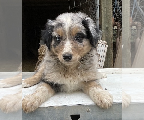 Medium Photo #1 Australian Shepherd Puppy For Sale in POST FALLS, ID, USA